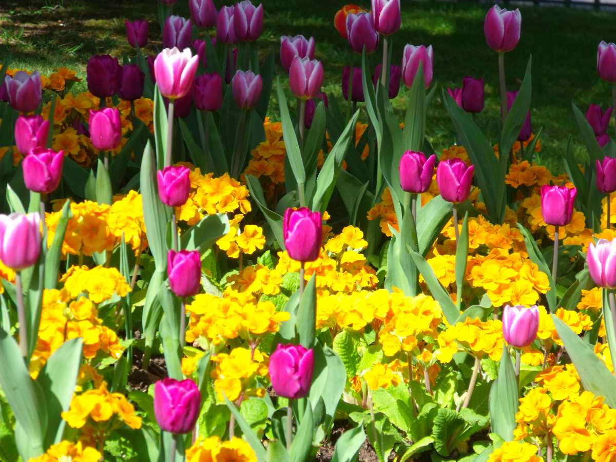 Cannon Hill Park (April 2011)